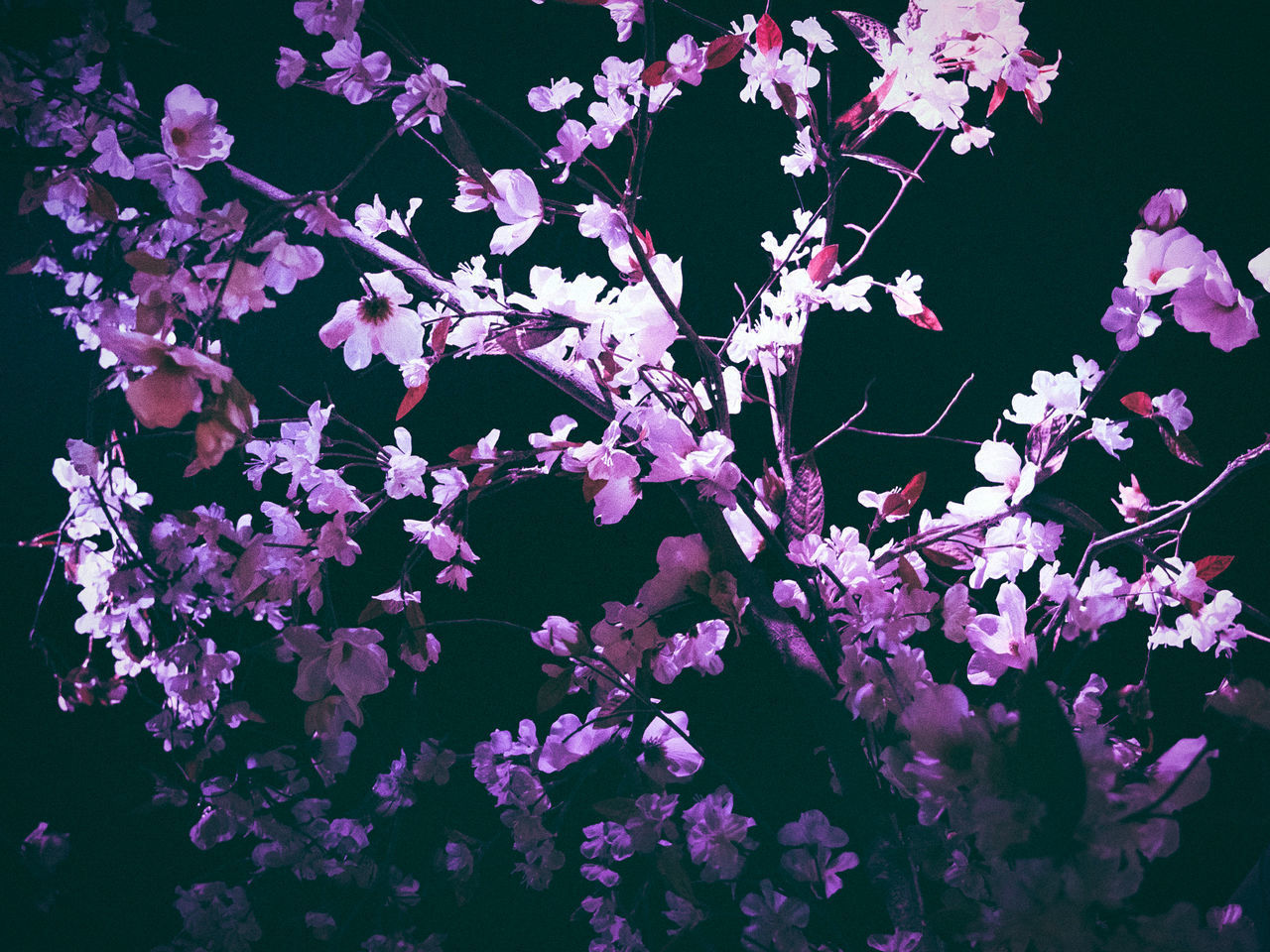 LOW ANGLE VIEW OF PINK FLOWERS