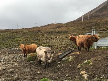 Cattle standing on land