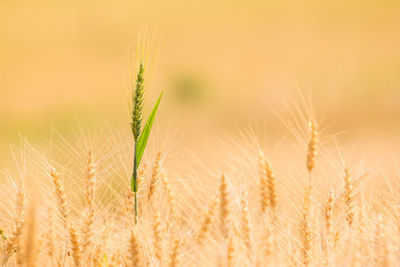 Close-up of wheat growing on field