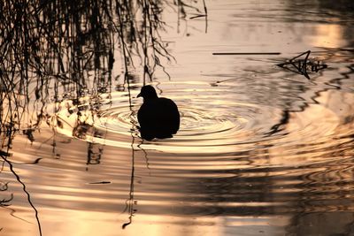 High angle view of silhouette woman swimming in lake