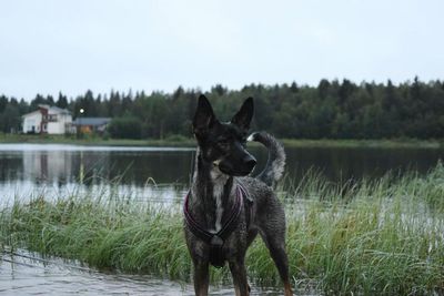 Dog standing on lakeshore