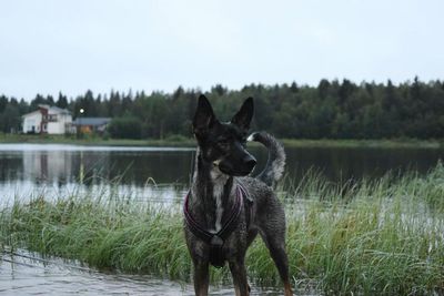 Front view of dog standing in lake against cloudy sky