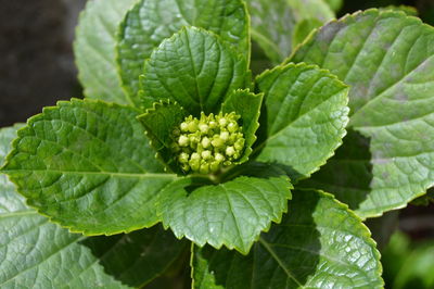 Close-up of fresh green leaves