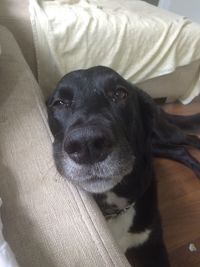 Close-up portrait of black dog