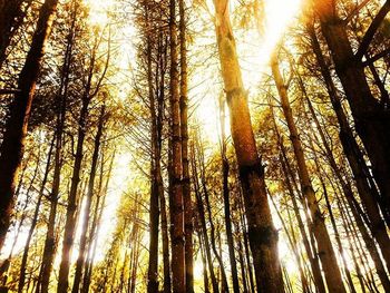 Low angle view of trees