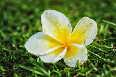 Close-up of wet yellow flower