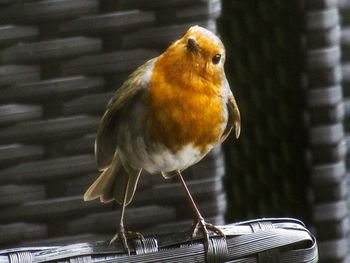 Close-up of bird perching