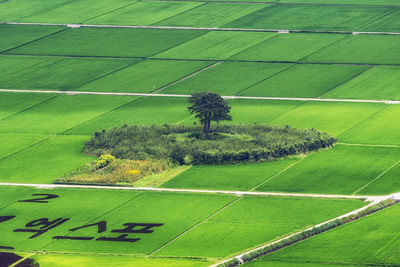 High angle view of agricultural field