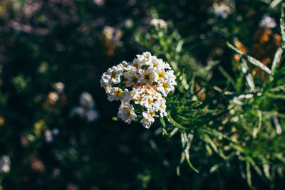 Close-up of white daisy blooming outdoors