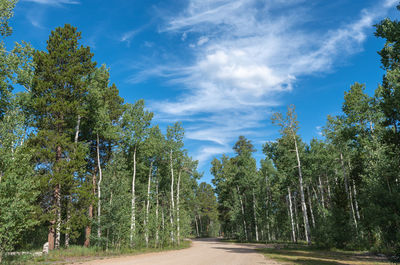 Road amidst trees against sky