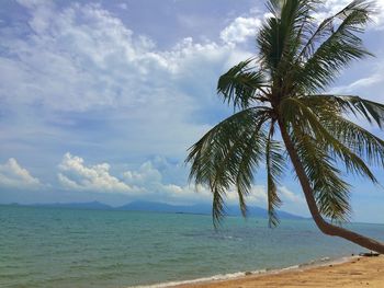 Palm tree by sea against sky