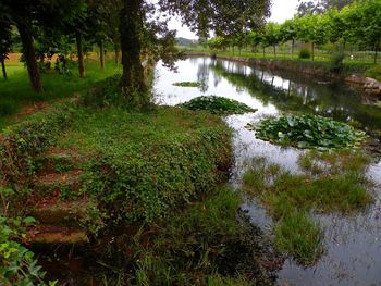 Scenic view of lake in forest