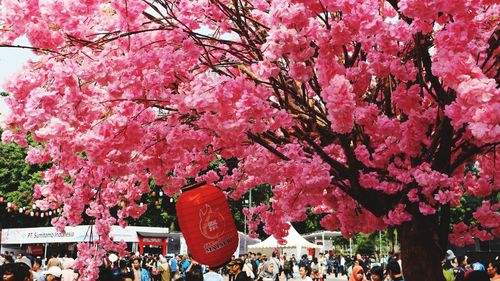 Pink cherry blossoms in spring