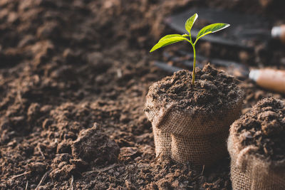 Close-up of small plant growing on field