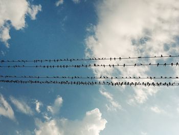 Low angle view of birds perching on cable against sky