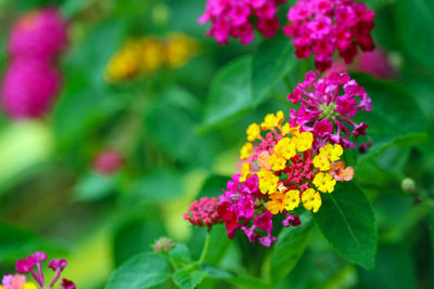 Close-up of pink flowering plant