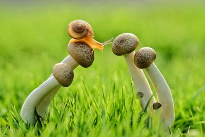 Close-up of mushroom growing on field