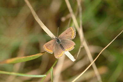 Close-up of butterfly pollinating flower