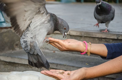 Full length of hand feeding bird