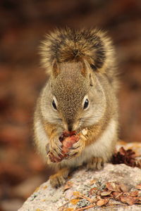 Close-up of squirrel eating food