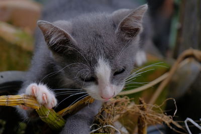 Close-up of a cat