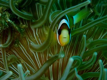 Close-up of fish swimming in sea