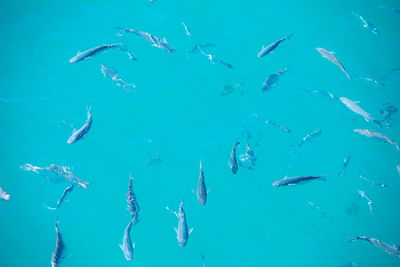 School of fish swimming in sea