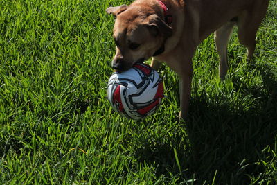Close-up of dog on field