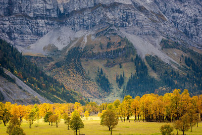 Pine trees in forest during autumn