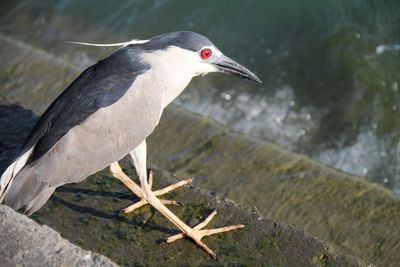 High angle view of bird perching on steps by sea
