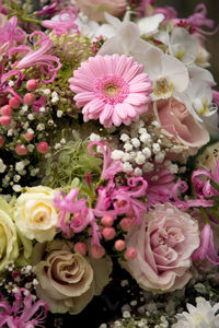 Close-up of pink roses