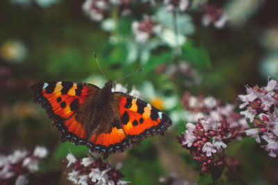 Close-up of butterfly pollinating on flower