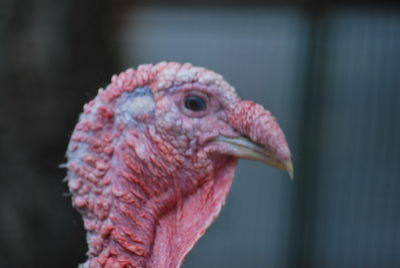 Close-up of a parrot