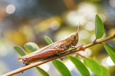 Close-up of dragonfly on plant