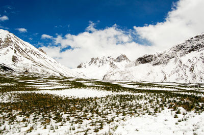 Low angle view of trees on mountain against sky