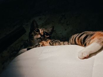 Portrait of cat resting on bed