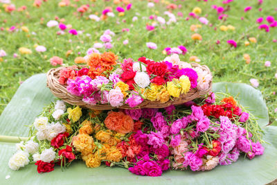 Close-up of pink flowering plants