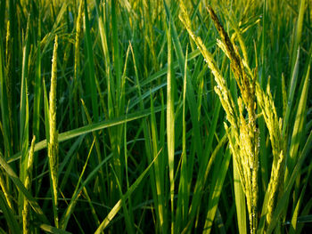 Full frame shot of wheat growing on field