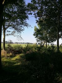 Trees in forest