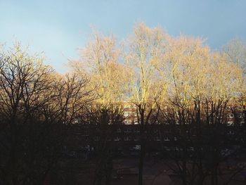 Plants and trees against sky