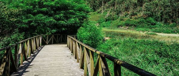 Footbridge over footpath amidst trees in forest