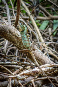 Close-up of lizard on branch