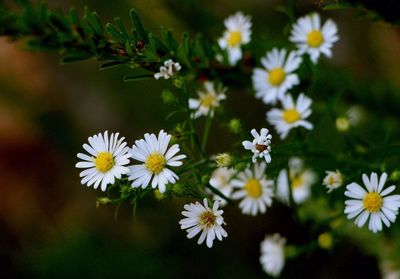 Close-up of white daisy flowers