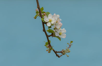 Low angle view of cherry blossoms against sky