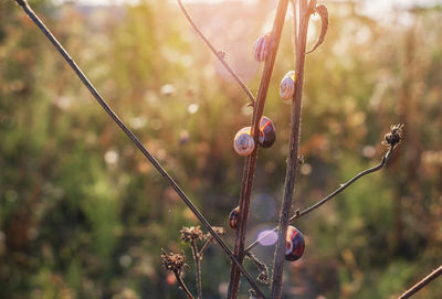 Close-up of flowering plant