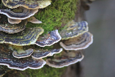 Close-up of mushrooms