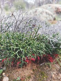 Close-up of plants growing on field