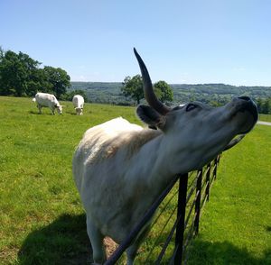 Horse grazing on field against sky