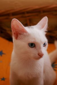 Close-up of white cat