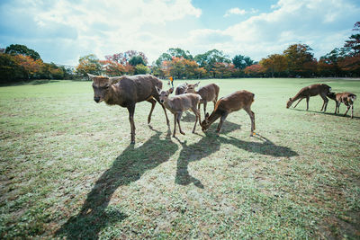 View of sheep on field